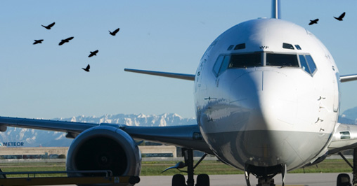 Uccelli aeroporto Birdstrike